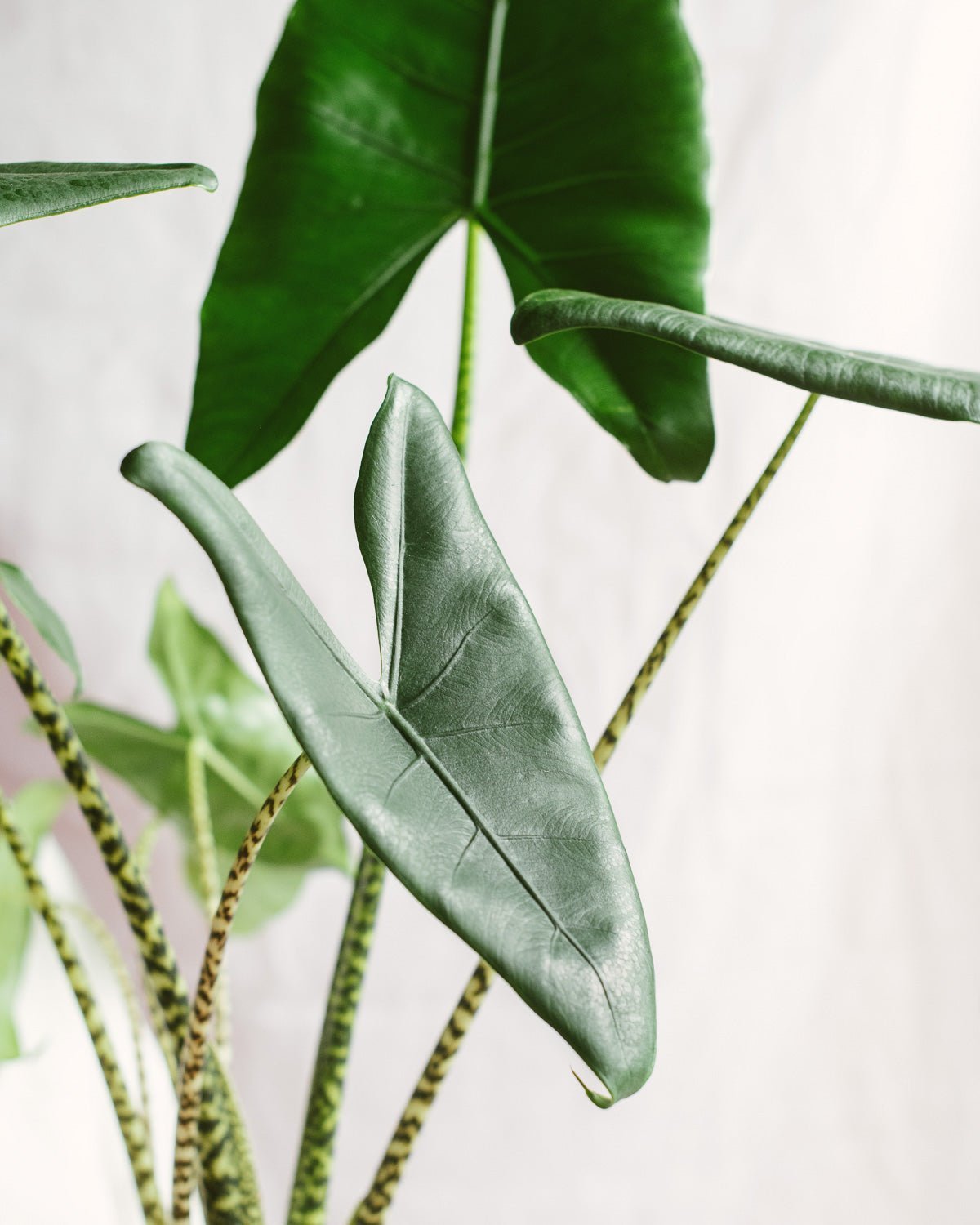 Vollstndiger Leitfaden zu Alocasia zebrina: Pflege, hufige Probleme