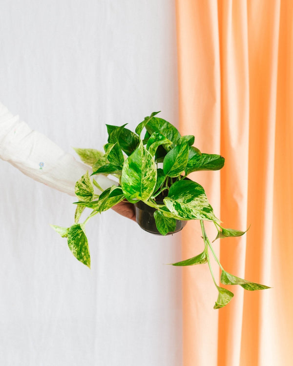 Guide d'entretien Epipremnum Marble Queen - La Green Touch