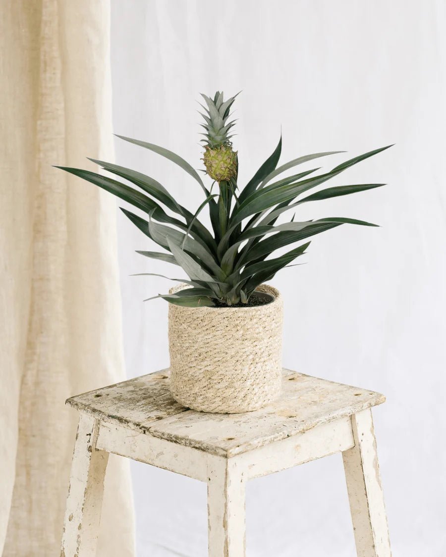 Guide d'Entretien pour votre Bromelia ananas : Conseils pour une Plante en Pleine Santé - La Green Touch