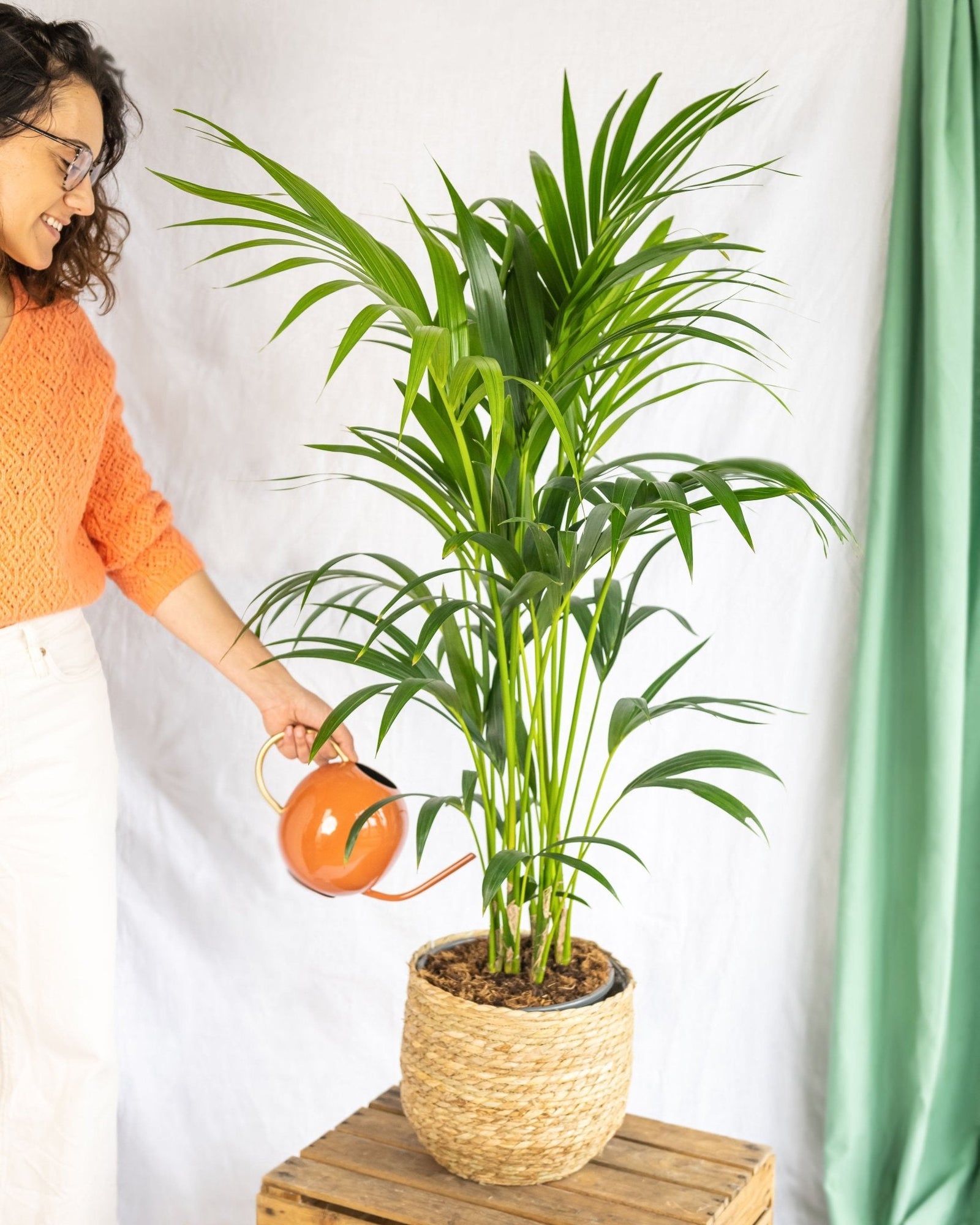 Le guide complet : comment prendre soin de vos plantes d'intérieur en été ? - La Green Touch