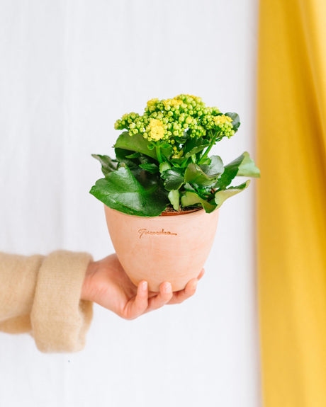 Les plantes à floraison printanière en intérieur : lumière, couleurs et entretien - La Green Touch