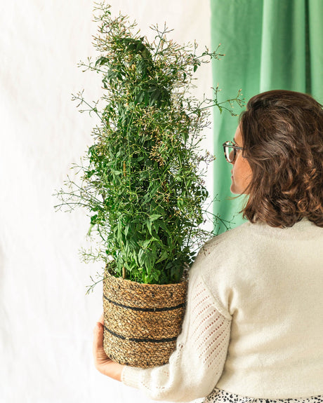 Les plantes d’extérieur toxiques - La Green Touch