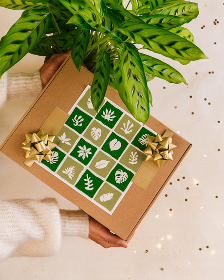 Pourquoi offrir une plante à Noël ? - La Green Touch