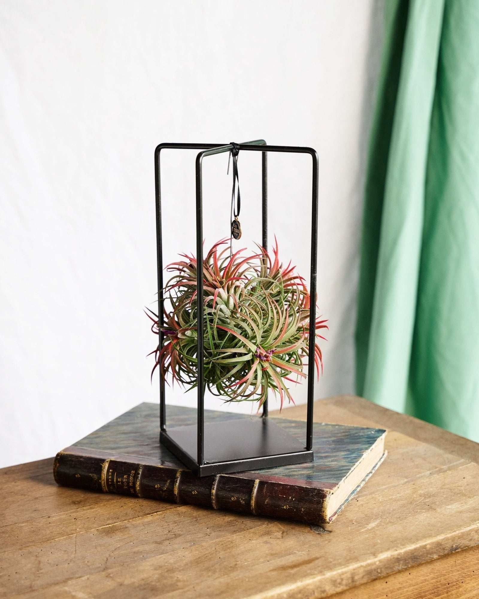 Tillandsia : Guide d’entretien complet - La Green Touch