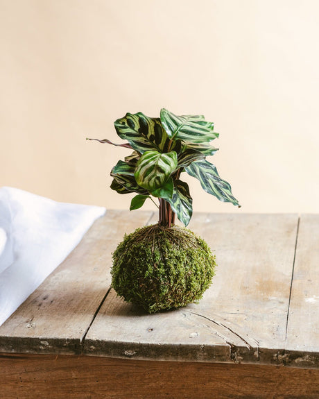 Tout savoir sur le kokedama : origine, entretien, décoration - La Green Touch - La Green Touch