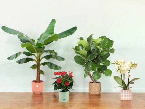 Plantes et cache-pot inclus