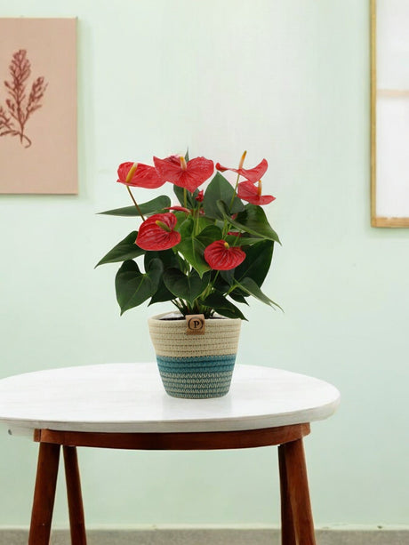 Duo Anthurium & pot par Houwenplant - La Green Touch