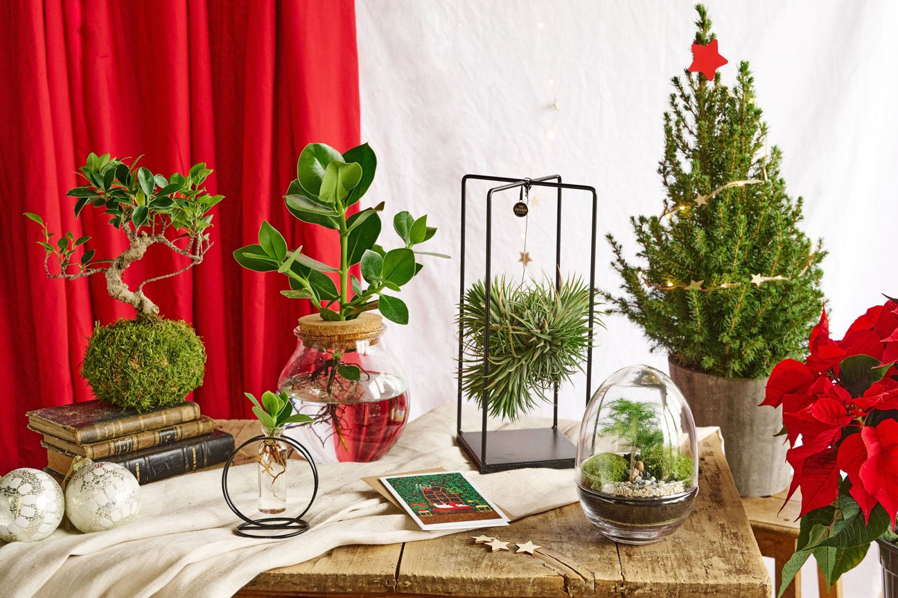 Idées cadeaux green pour Noël – Plantes & créations végétales à offrir - La Green Touch