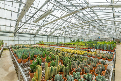 La Maison du Cactus
