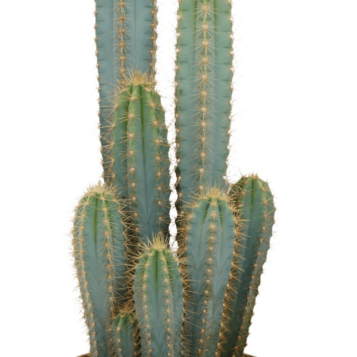 Livraison de cactus - La Green Touch