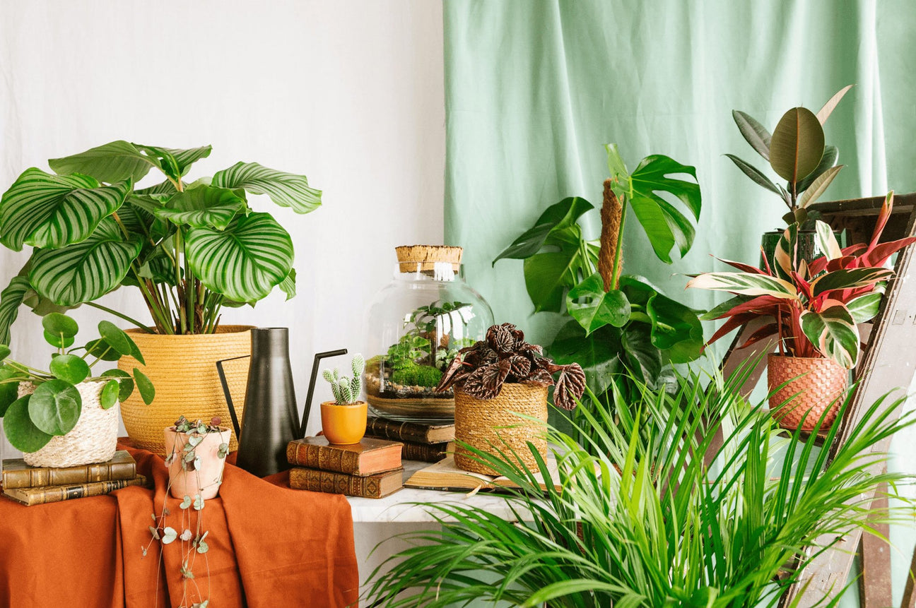 Nos coups de coeur du moment - La Green Touch