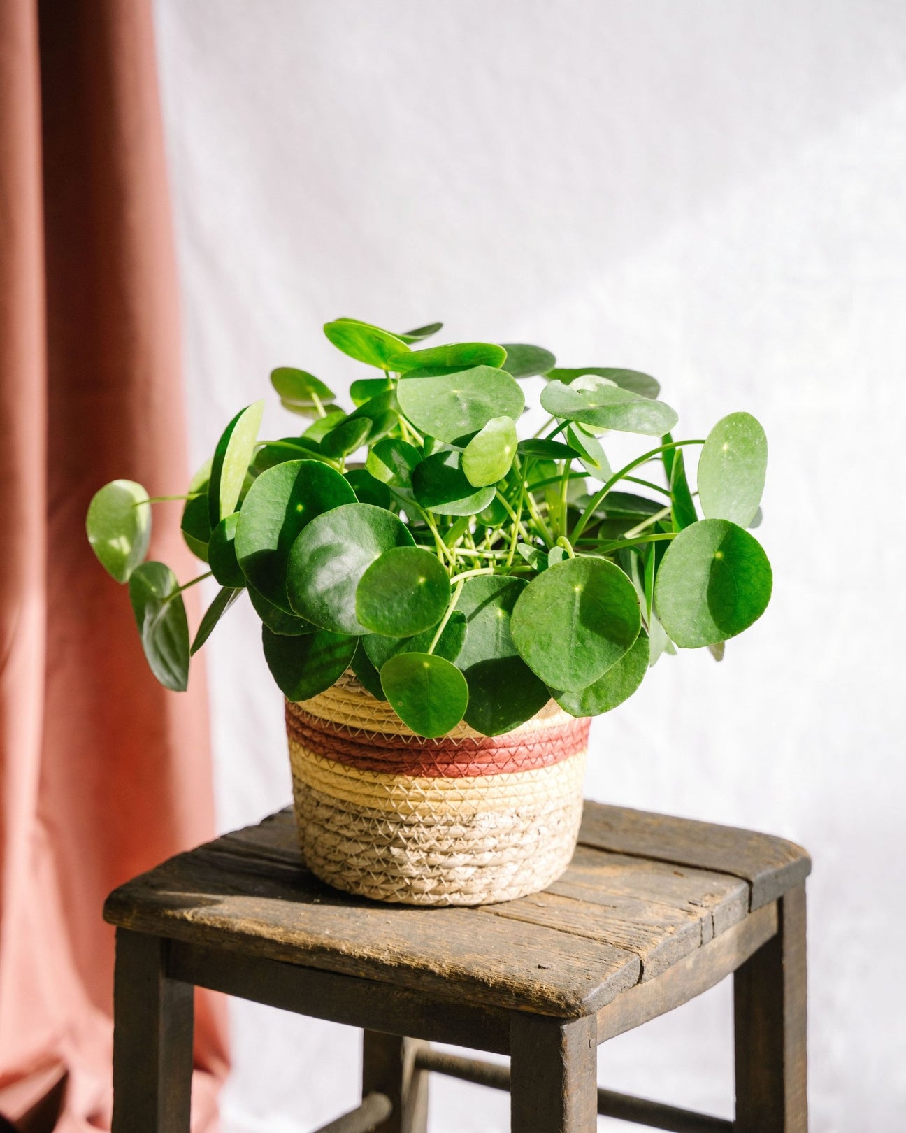 Pilea - La Green Touch