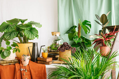Voir toutes nos plantes d'intérieur