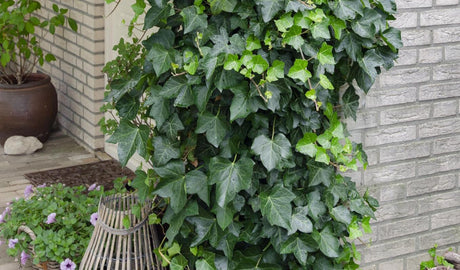 Plantes extérieures en pot pour balcon & terrasse - La Green Touch