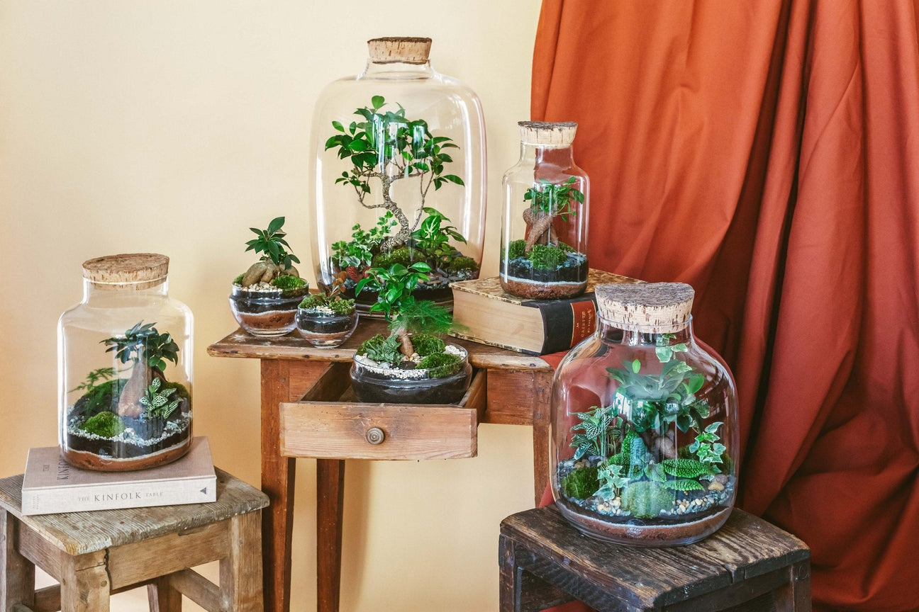 Terrariums - La Green Touch