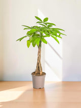 Pachira Aquatica Ø19cm - ↕80cm