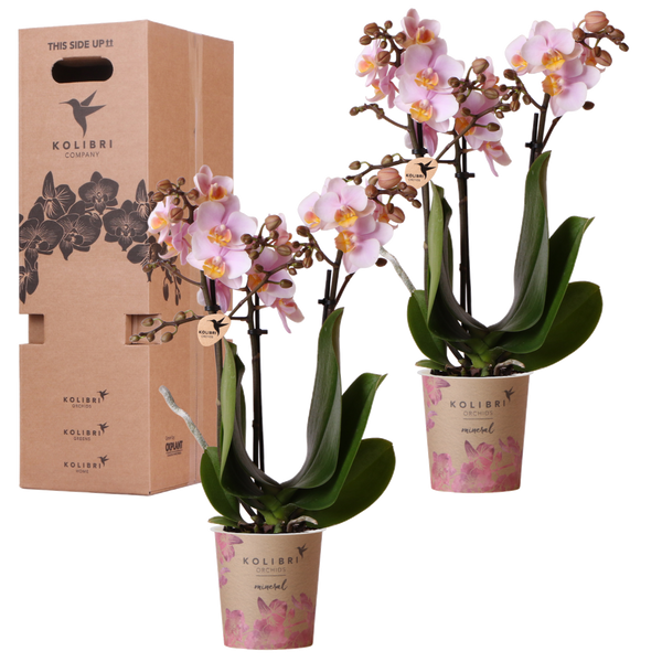 Orchidées surprise unies - 2 Phalaenopsis de même couleur - H 35 cm, pot Ø9 cm