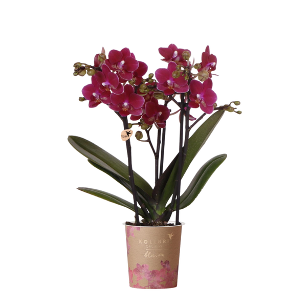 Orchidée Phalaenopsis violette Blossom Chamonix - H 35 cm, pot Ø9 cm