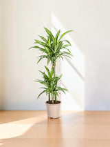 Dracaena White Stripe