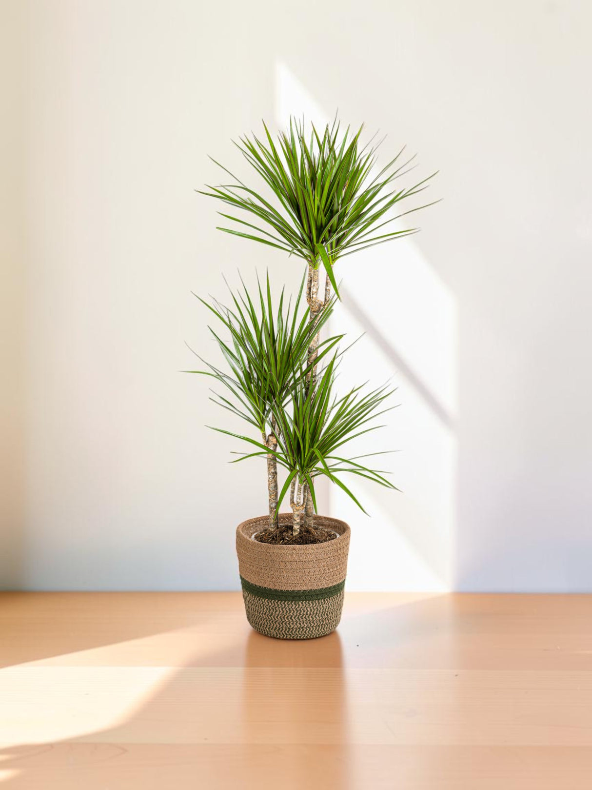 Dracaena Marginata Green mit Korb Ø21cm - ↕110 - 130cm