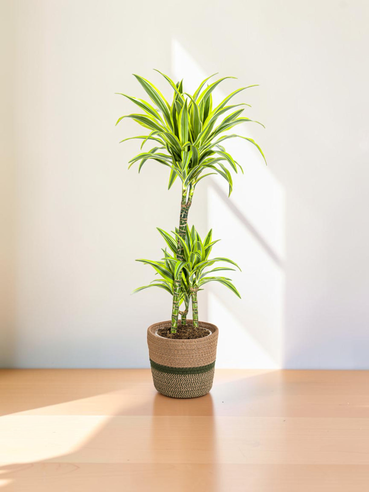 Dracaena Deremensis Lemon Lime mit Korb Ø21cm - ↕90 - 110cm