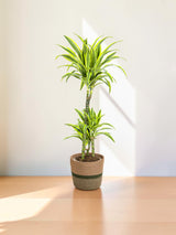 Dracaena Deremensis Lemon Lime mit Korb Ø21cm - ↕90 - 110cm