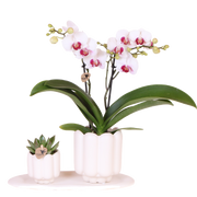 Coffret orchidée blanche Mineral Gibraltar et succulente - cache-pots Retro blancs et plateau - H 40 cm