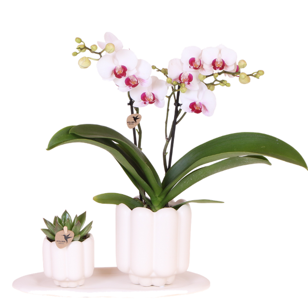 Coffret orchidée blanche Mineral Gibraltar et succulente - cache-pots Retro blancs et plateau - H 40 cm