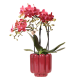 Orchidée Phalaenopsis rouge Blossom Congo avec cache-pot Retro rouge - H 40 cm, pot Ø9 cm