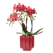 Orchidée Phalaenopsis rouge Blossom Congo avec cache-pot Retro rouge - H 40 cm, pot Ø9 cm