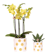 Set orchidée Albenga jaune et succulente - cache-pots Smiley - H 35 cm, pot Ø9 cm