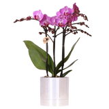 Orchidée Phalaenopsis violette Mineral Vienna avec cache-pot Disco - H 40 cm, pot Ø9 cm