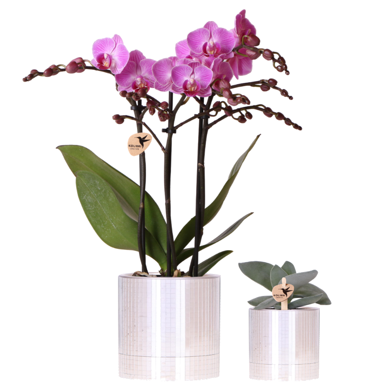 Set orchidée Vienna violette et succulente - cache-pots Disco - H 35 cm, pot Ø9 cm