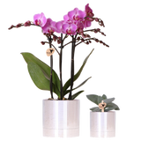 Set orchidée Vienna violette et succulente - cache-pots Disco - H 35 cm, pot Ø9 cm