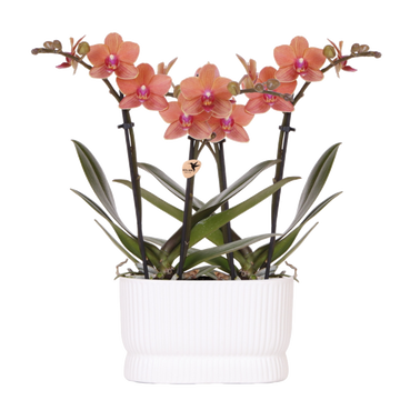 Kolibri Orchids | Orchideenset Diabolo Twin White | zwei orangefarbene Bolzano Orchideen Ø9cm