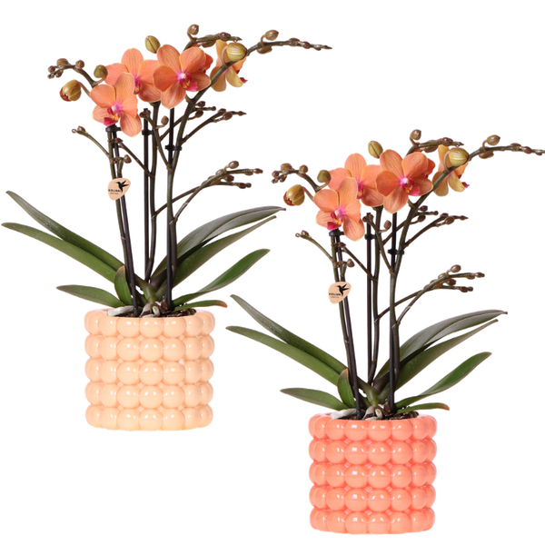Orchidées Phalaenopsis orange Mineral Bolzano - lot de 2 en cache-pots Poppy orange et pêche - H 40 cm, pot Ø9 cm