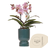 Orchidée Phalaenopsis vieux rose Mineral Treviso avec cache-pot Diabolo vert à réserve d'eau - H 45 cm, pot Ø9 cm