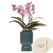 Orchidée Phalaenopsis vieux rose Mineral Treviso avec cache-pot Diabolo vert à réserve d'eau - H 45 cm, pot Ø9 cm
