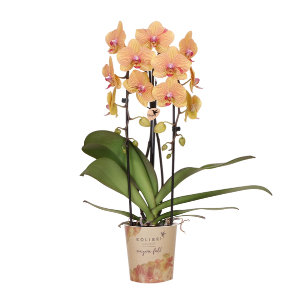 Kolibri Orchids | Oranje phalaenopsis orchidee potmaat Ø12cm | Sunny Bunny | bloeiende kamerplant - vers van de kweker