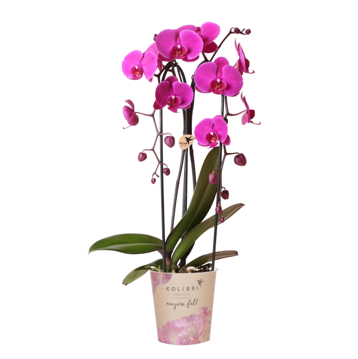 Kolibri Orchids | Paarse phalaenopsis orchidee potmaat Ø12cm | Freeride | bloeiende kamerplant - vers van de kweker