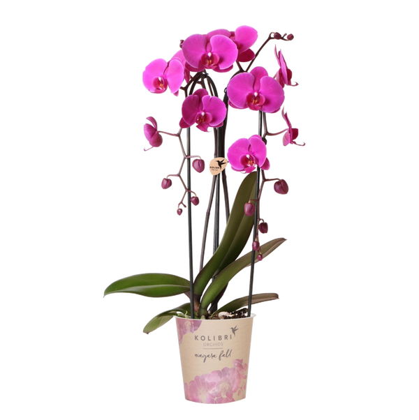 Kolibri Orchids | Paarse phalaenopsis orchidee potmaat Ø12cm | Freeride | bloeiende kamerplant - vers van de kweker