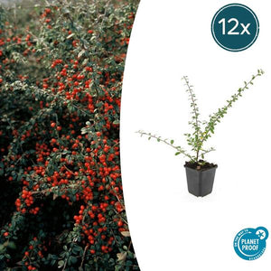 Cotonéaster de Dammer 'Coral Beauty'