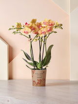Oranje orchidee en zijn bloempot - h35cm, Ø9cm