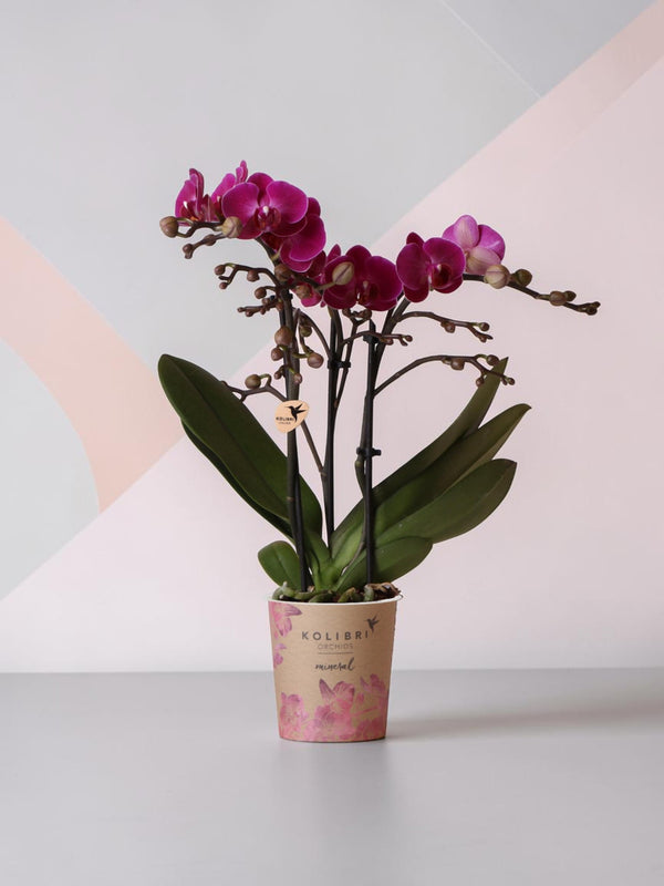 Paarse orchidee en zijn bloempot - h35cm, Ø9cm