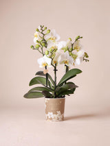Witte orchidee - Ø9cm - kamerplant