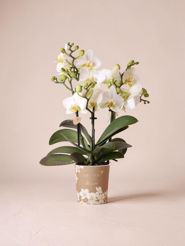 Witte orchidee - Ø9cm - kamerplant