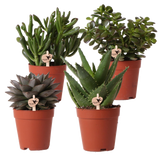 Coffret cadeau succulente - Lot de 4 plantes