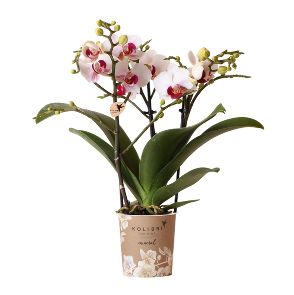 Livraison plante Orchidée blanche et rose - Ø9cm - plante d'intérieur