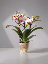 Witte en roze orchidee - Ø9cm - kamerplant