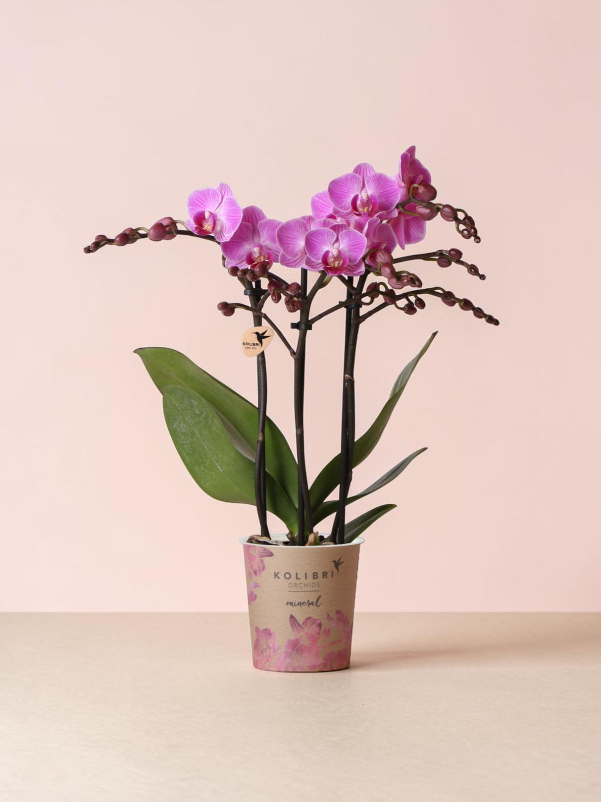 Roze orchidee - Ø9cm - kamerplant